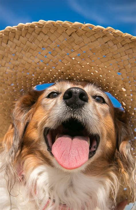 Pet Dog Wearing A Straw Sun Hat At The Beach Stock Image Image Of