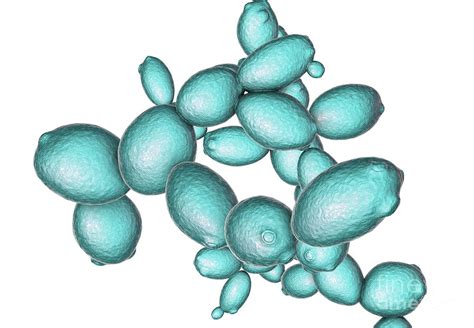 Saccharomyces Cerevisiae Yeast Photograph By Kateryna Konscience Photo