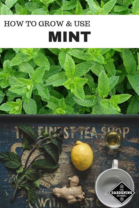 How To Grow And Use Mint Gardening Channel Growing Mint Mint