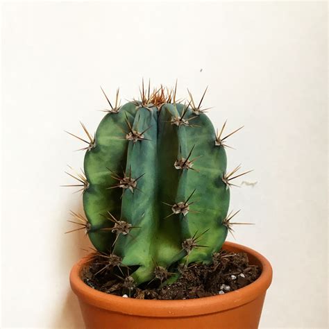 Baby Cactus Via Pbhouseplants Cactus Cactus Plants Baby Cactus
