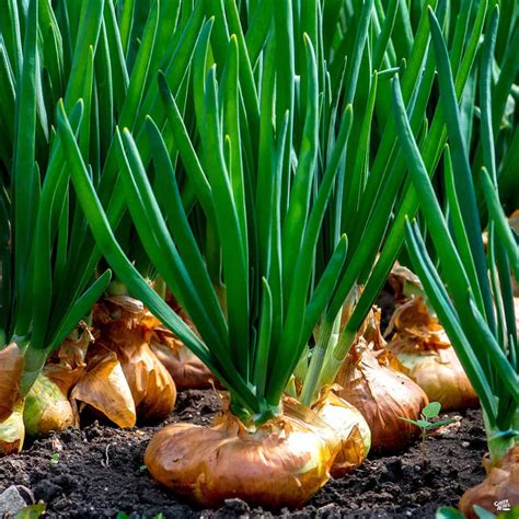 Yellow Onion Sweet Spanish — Green Acres Nursery And Supply