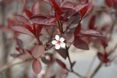 8 Shrubs That Have Red Leaves All Year Harpers Nurseries
