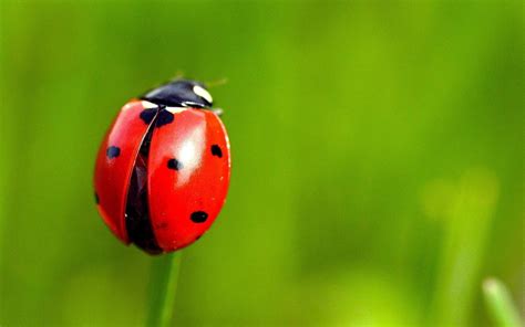 What The Ladybug Can Teach Us About Life Living To Smile