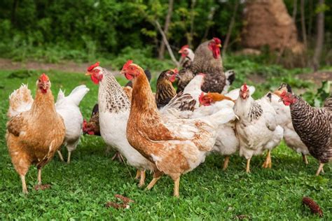 Why Choose Pasture Raised Chickens Trusty Barn