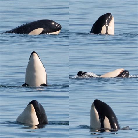 Sightings Report September 7th 2019 — Bc Whale Tours Victoria Whale