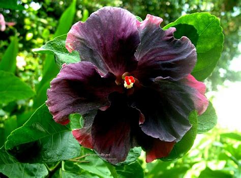 Flowingflaminggo Black Hibiscus Flower
