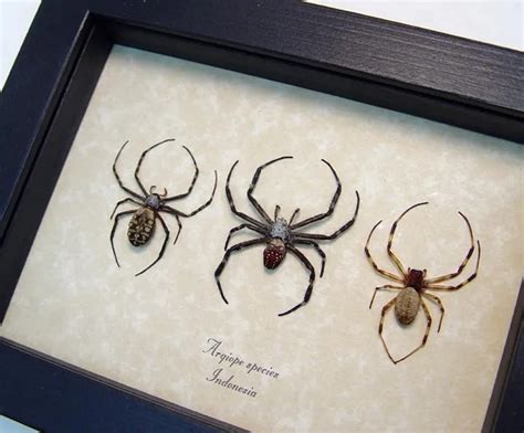 argiope garden spider set real framed spiders
