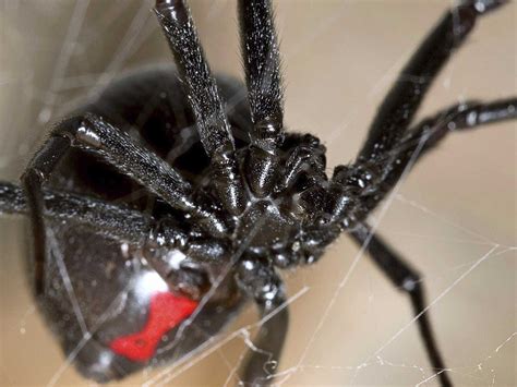 How to prevent black widow spider bites. Here's what happens when you get bitten by a black widow ...