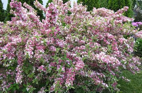 A colorful hardy shrub in fall it has deep emerald leaves that look rich and healthy all summer with little attention. Top 10 Flowering Shrubs | Flowering Bushes - Birds ...