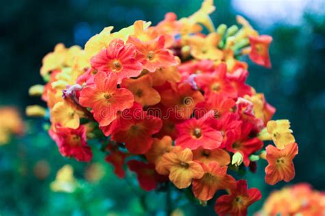 Beautiful Small Colourful Flowers Stock Image Image Of Flowers