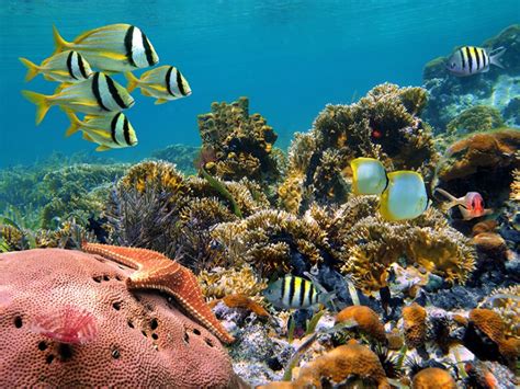 Top 10 Fascinating Coral Reefs Places To See In Your