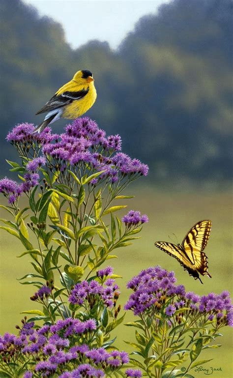 Goldfinch On Ironweed Birds Wildlife Art And Yellow