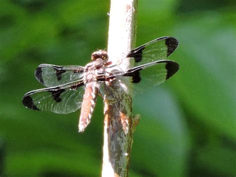 Common Whitetail Dragonfly Female Project Noah