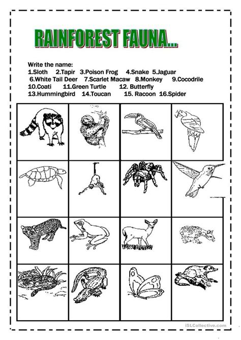 Preschool Rainforest Worksheets