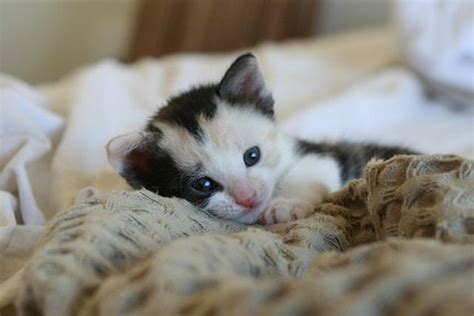 5 Kittens Cute Habits