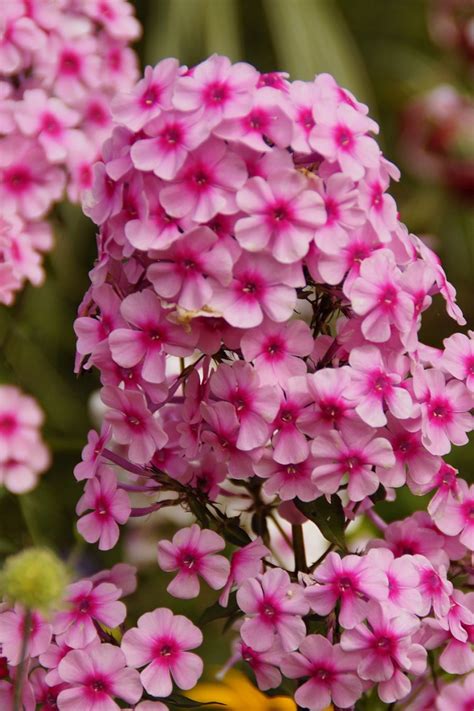 Top 10 Fragrant Plants For A Sensory Garden Paradise