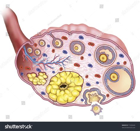 Illustration Of An Ovary With All Its Components 71450440 Shutterstock