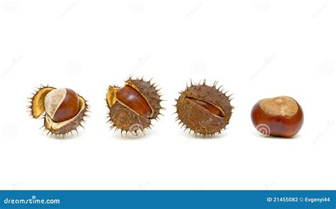 Chestnuts With Seed Pods Over White Stock Photo Image Of Flat Thorny