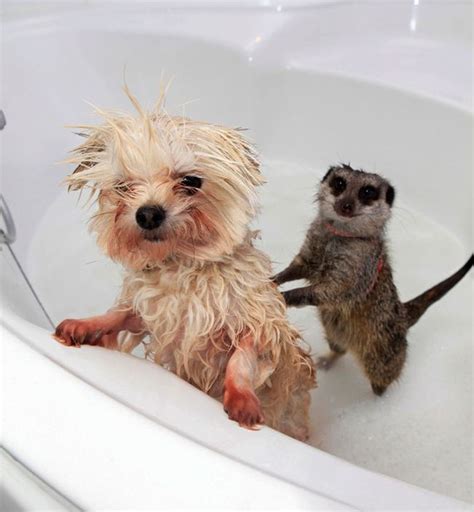 It's okay to slow things down every now and then and take a moment to relax. 24 Most Cutest Picture Of Animals Taking A Bath. #16 Is ...