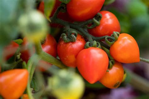 How To Grow Tomatoes Without Tough Skins 7 Helpful Tips Above And