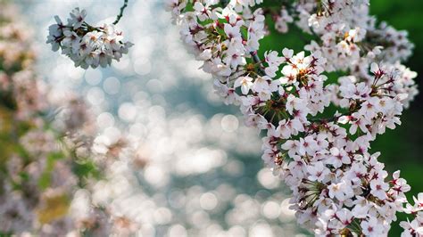 Nature Cherry Blossoms Flowers Bokeh White Flowers