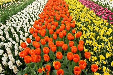 Kukyflor ¿qué Significan Los Colores En Las Flores