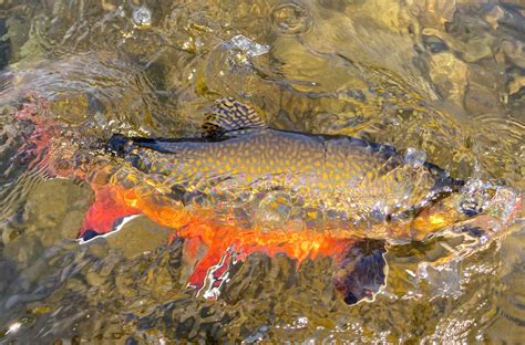 My Maine This Week Brook Trout In The Kennebec River By David Preston