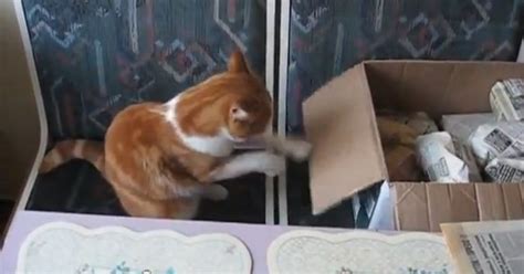 Cat Does Boxing Training Video Huffpost Uk