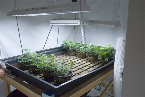 How To Have The Best Grow Room Setup A Green Hand