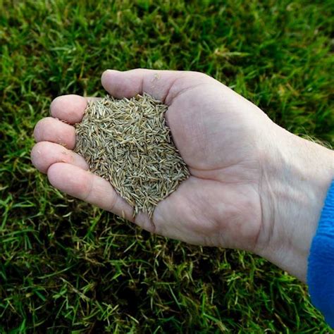 Tips For Planting Grass Seed • Greenview