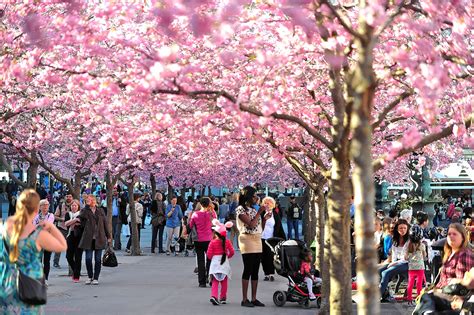 Hanami A Cherry Blossom Festival In Japan