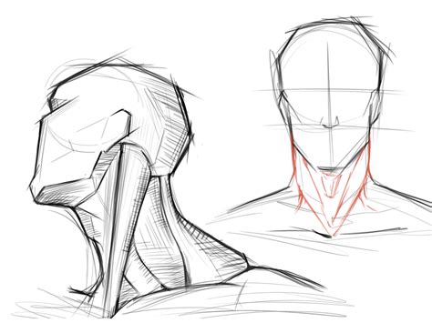 Artstation Neck Anatomy Sketches