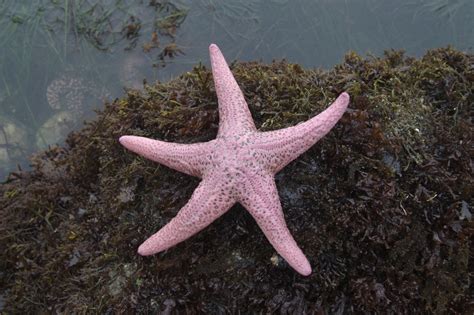 Giant Pink Sea Star Duxbury Reef Intertidal Guide · Inaturalist