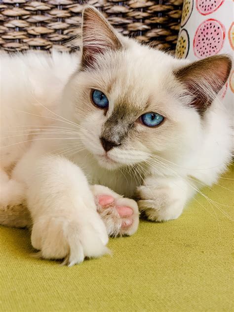 Everything You Need To Know About Lilac Ragdoll Cats