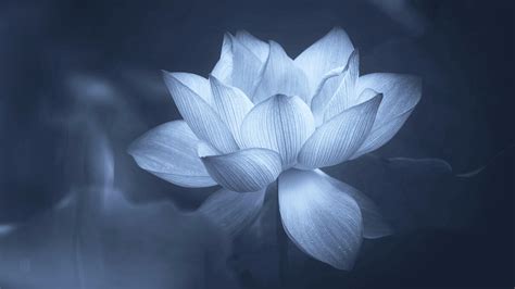 Greyscale Photo Of Lotus Flower Lotus Flower Sacred