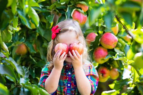 Everything You Need To Know About U Pick Apples At Attracted To Apples