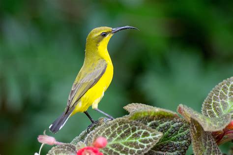 Yellow Bellied Sunbird Pentax User