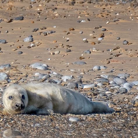 First Grey Seal Pup Born At Blakeney Point Seal Colony