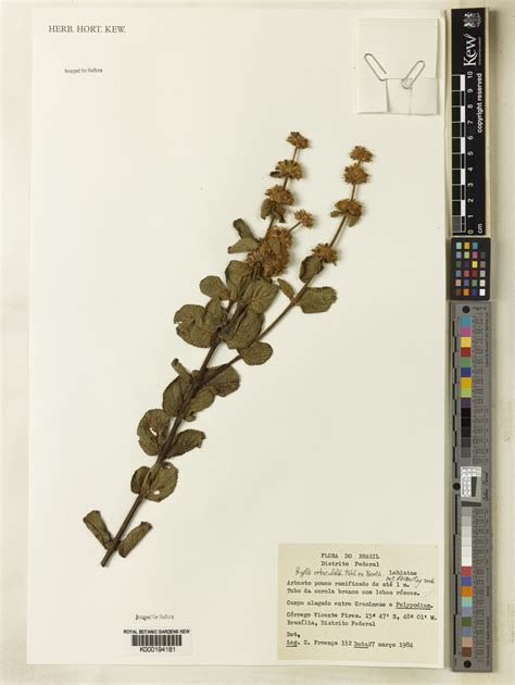 Hyptis Orbiculata Pohl Ex Benth Plants Of The World Online Kew Science