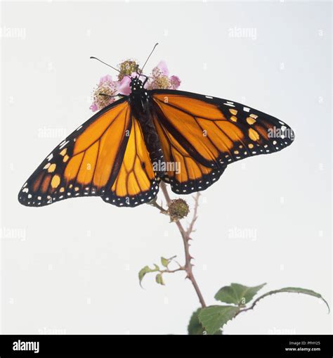 Danaus Plexippus Monarch Butterfly Perched On Tree Flower Above View