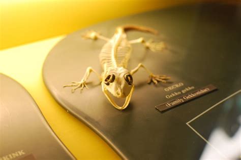 Gecko Skeleton Lizard Skeleton Gecko