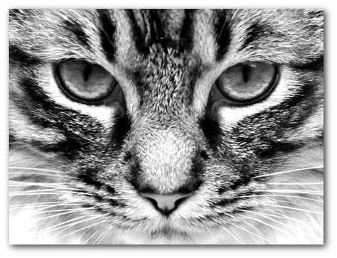 Cat Print Black And White Cat Art 8 X 10 Inches Unframed