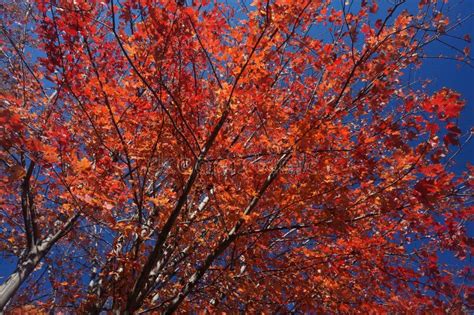 Red Leaves Fall Foliage And Deep Blue Sky In November In Autumn Stock