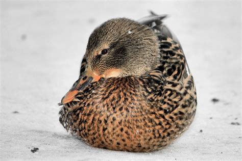 Female Duck On Snow Free Photo Download Freeimages