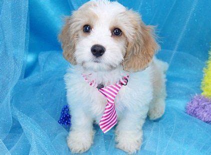 You can use these illustrations to calculate the best. Cavachon Puppies For Sale | Lexington, KY #294778