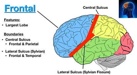 Image The Central Sulcus Divides The Frontal Lobe Blue And Parietal