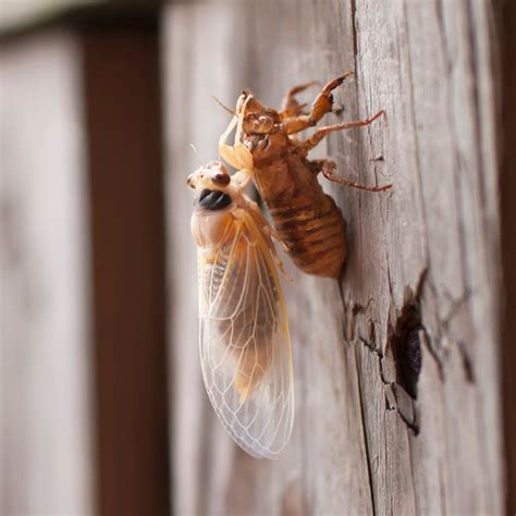 Why Do Cicadas Molt Cicada Exoskeletons Explained By Experts