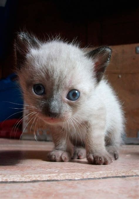 Siamese Kitten Names Cute Cats Pictures Cute Cats Siamese Kittens