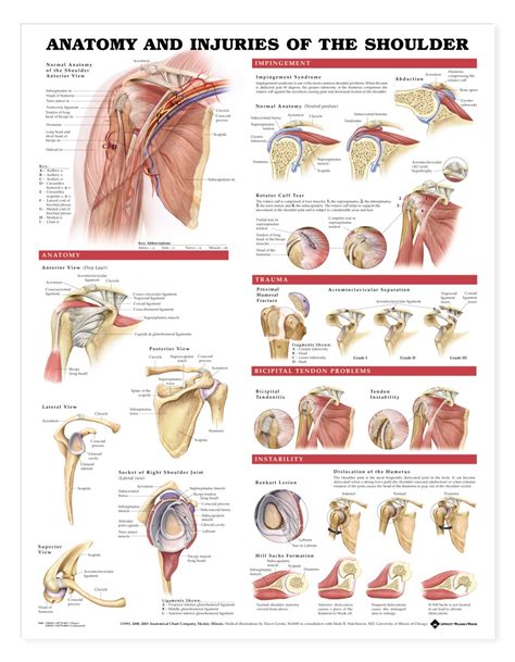 6 describe briefly the abduction at shoulder joint. Anatomy and Injuries of the Shoulder Anatomical Chart ...