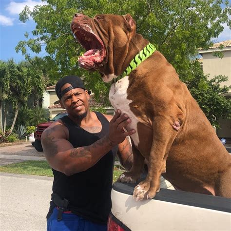 Pitbull Breeder Hulk
